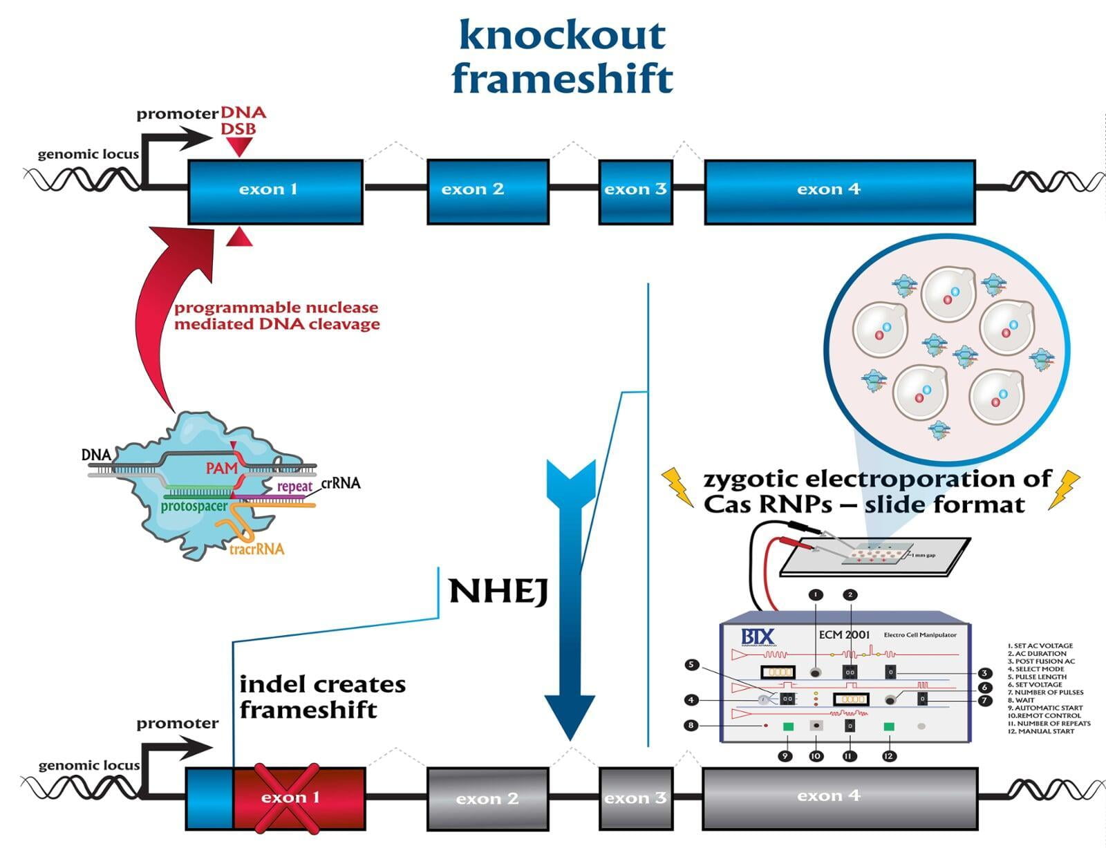 Knockouts (KO) Rat NovoHelix